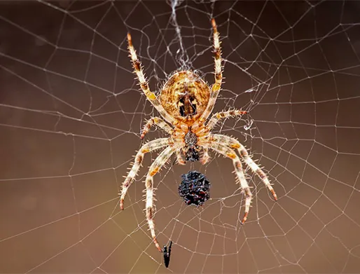 Dedetização de Aranhas em Salto