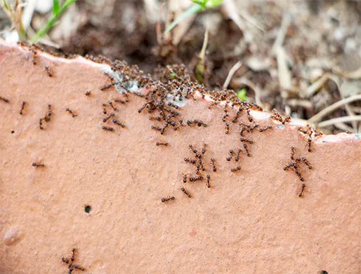 Dedetização de Formigas em Taboão da Serra