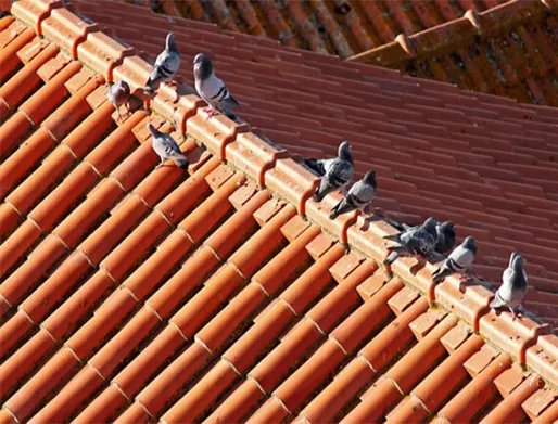 Dedetização de Pombos em Barueri